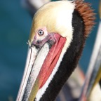 Brown Pelican breeding plumage-83.jpg