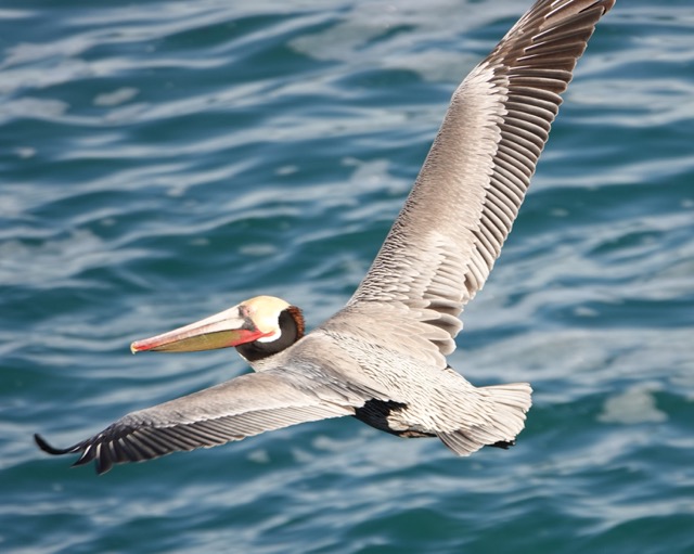 Brown Pelican breeding plumage-93.jpg