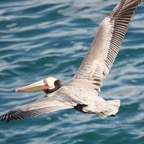 Brown Pelican breeding plumage-93.jpg