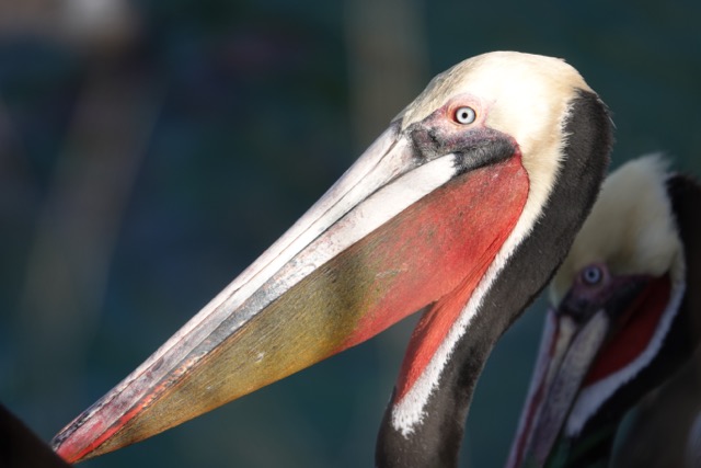 Brown Pelican breeding plumage-97.jpg