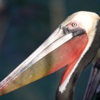 Brown Pelican breeding plumage-97.jpg