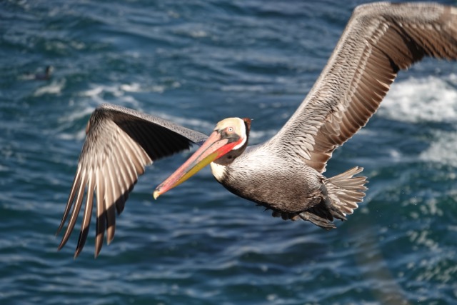 Brown Pelican in flight-108.jpg
