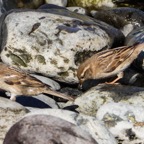 English Sparrows female-10.jpg