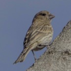 House Sparrow female-47.jpg