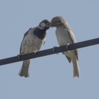 House Sparrow couple feeding-88 2.jpg