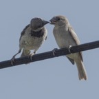 House Sparrow couple feeding-89.jpg