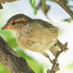 House Sparrow female-31.jpg
