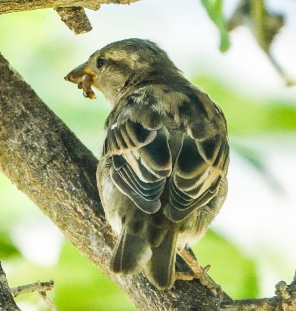 House Sparrow female-33.jpg