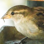 House Sparrow female-5.jpg