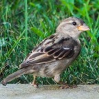 House Sparrow female-53.jpg