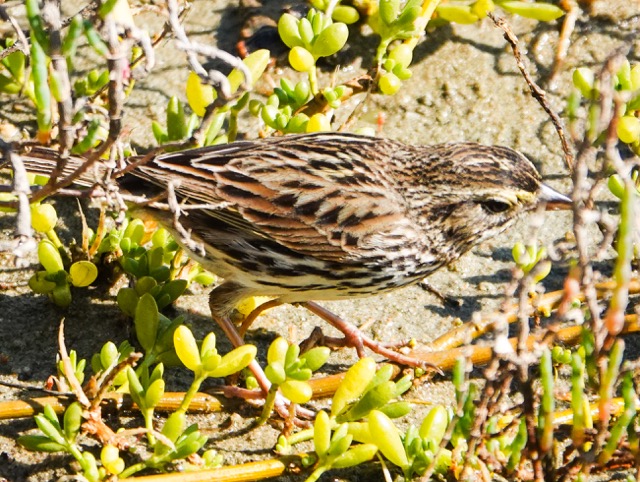 Savannah Sparrow-14.jpg