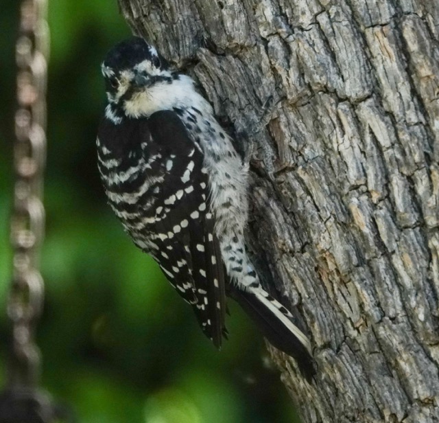 Nuttal's Woodpecker female 42.jpg
