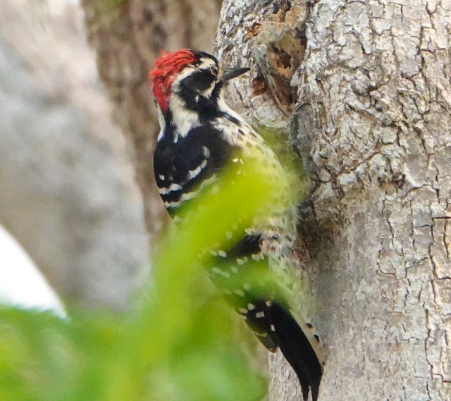 Nttall Woodpecker male.jpg