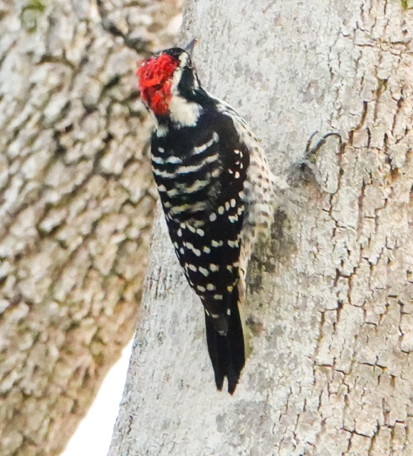 Nuttall Woodpecker male-6.jpg