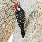 Nuttall Woodpecker male-6.jpg