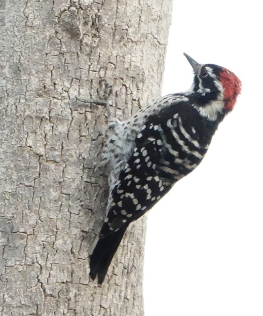 Nuttall Woodpecker male-5.jpg