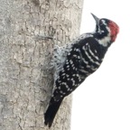 Nuttall Woodpecker male-5.jpg