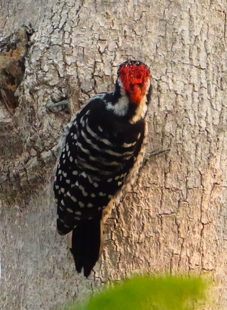 Nuttall Woodpecker male-3.jpg