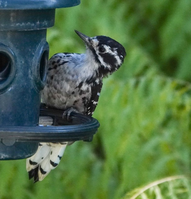 Nuttall's Woodpecker female-41.jpg