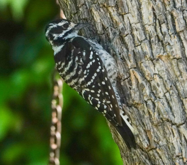 Nuttall's Woodpecker female-47.jpg