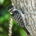 Nuttall's Woodpecker female-50.jpg