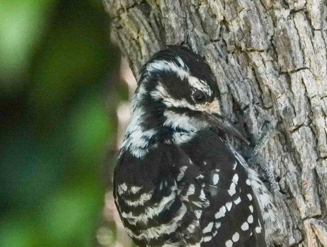 Nuttall's Woodpecker female-52.jpg