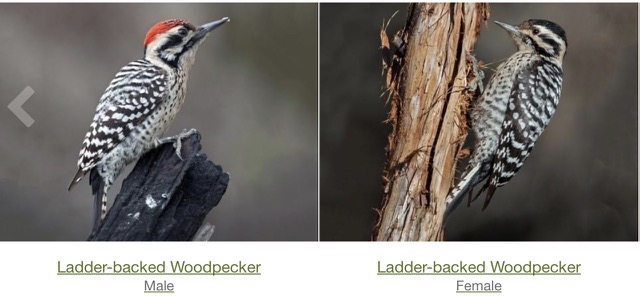 Ladder-backed Woodpecke.jpg