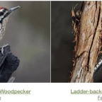 Ladder-backed Woodpecke.jpg