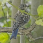 Western Bluebird juvenile-4.jpg