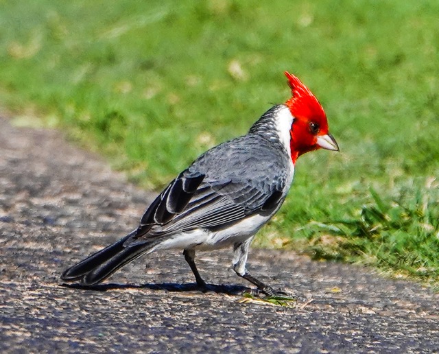 Red-Crested Cardinal-111.jpg