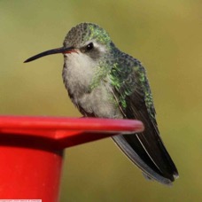 Broad-billed Hummingbird female  0783