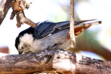 White-breasted Nuthatch 6421