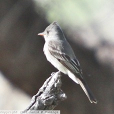 Greater Pewee 8064