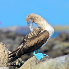Blue-footed Booby 9277