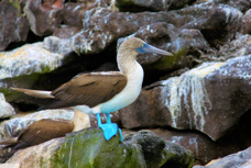 Blue-footed Booby 0543