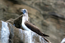 Blue-footed Booby 0134