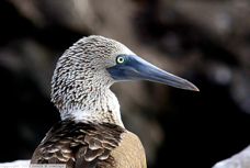 Blue-footed Booby 9642