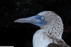 Blue-footed Booby 7386 B