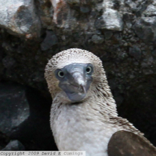 Blue-footed Booby 0301