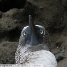 Blue-footed Booby 03472