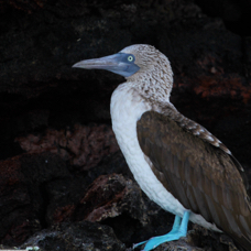 Blue-footed Booby 7386
