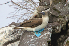 Blue-footed Booby 7926