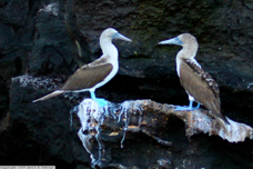 Blue-footed Booby 9599