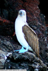 Blue-footed Booby 9601