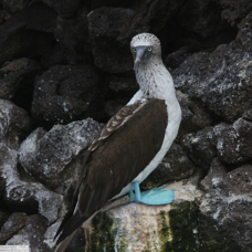 Blue-footed Booby 9692