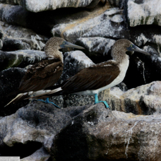 Blue-footed Booby 9651