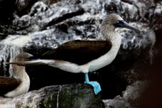 Blue-footed Booby 9808