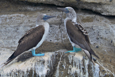 Blue-footed Booby 8206