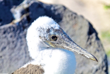 Blue-footed Booby baby 9307