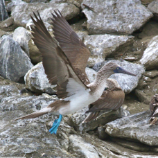 Blue-footed Booby 0114